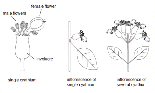 Inflorescence Form 0691